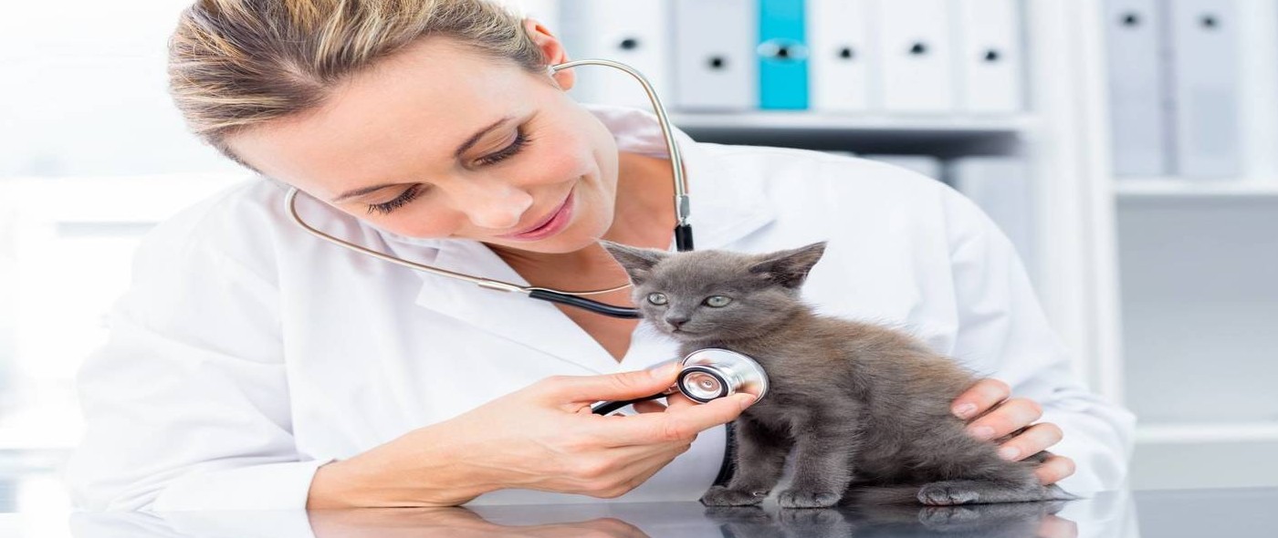 veterinaire-examinant-un-chaton-iloveimg-resized-1514393019